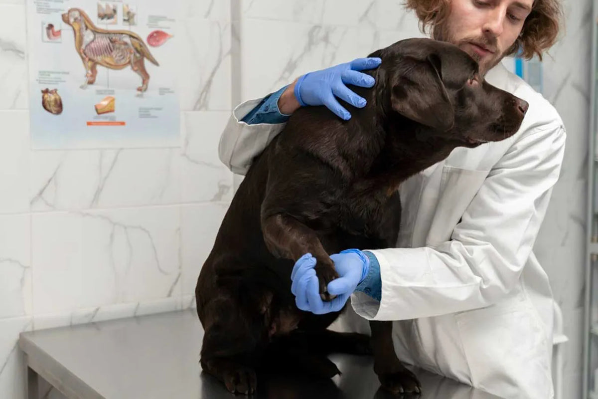 La colonne vertébrale du chien : pourquoi un couchage orthopédique peut améliorer son confort